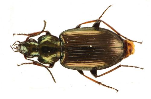 Réf. 257 014 : Agonum muelleri